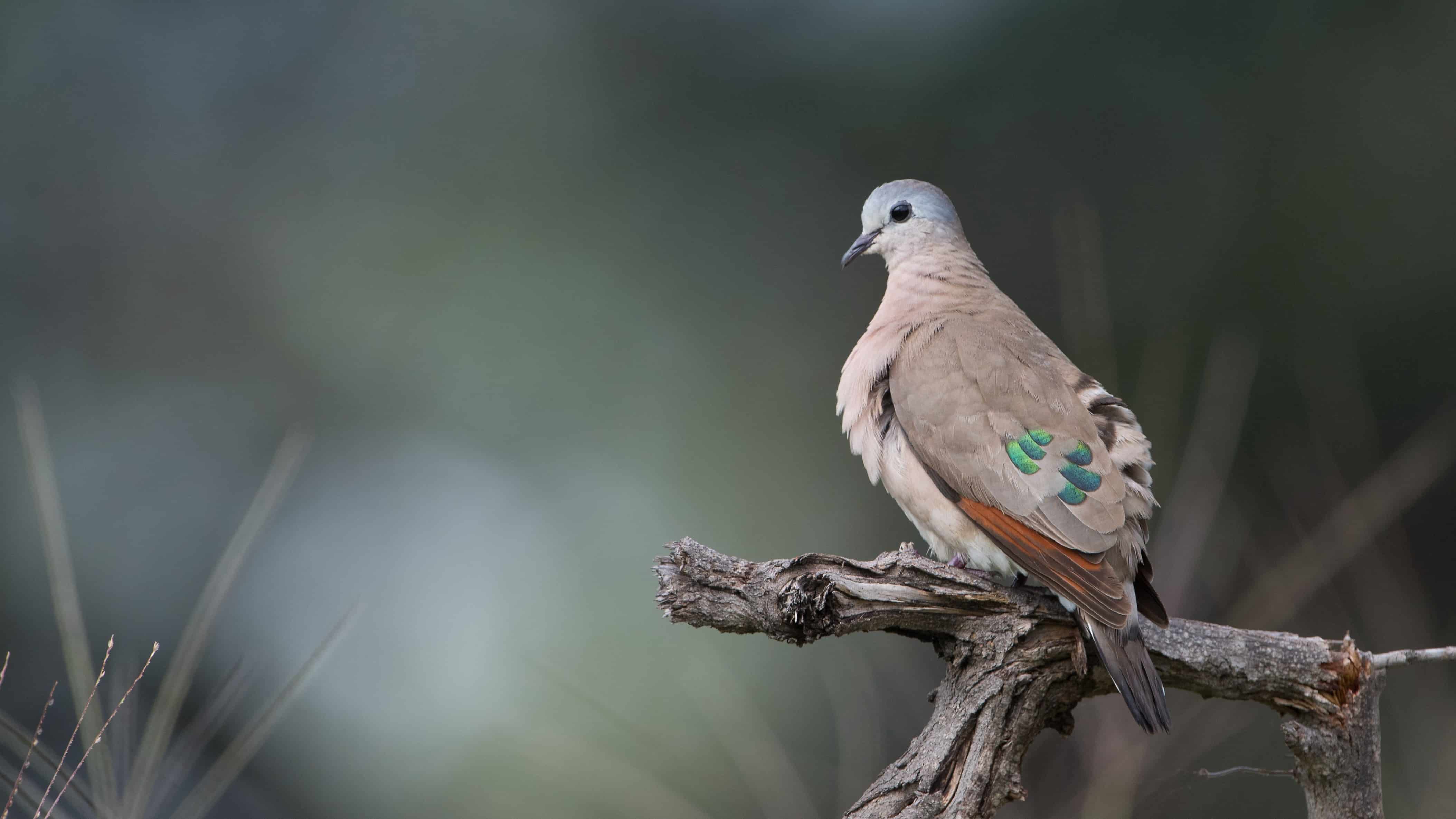 Emerld-spotted Wood Dove DSC_2350_adobespark